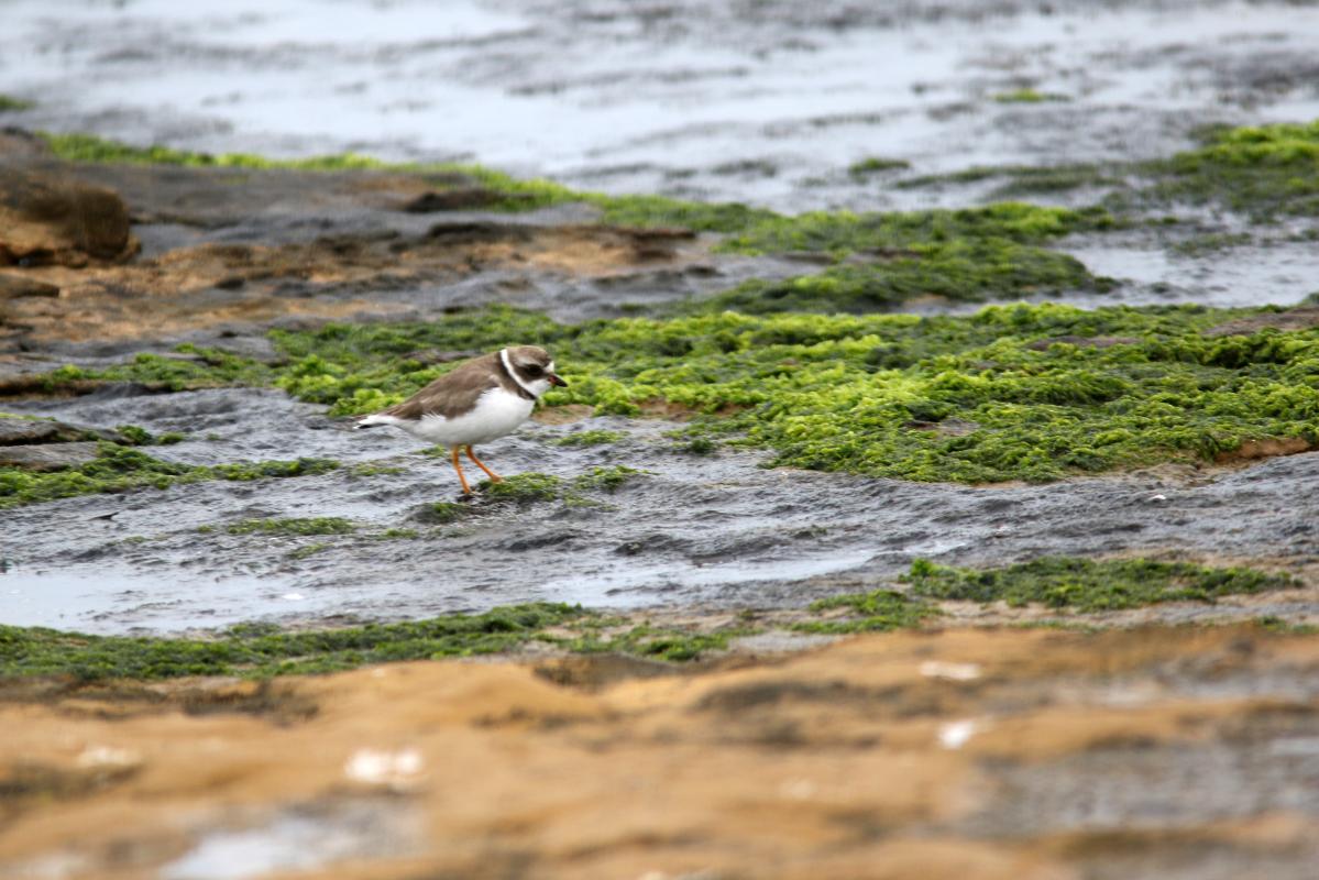 Semipalmated plover (Charadrius semipalmatus)