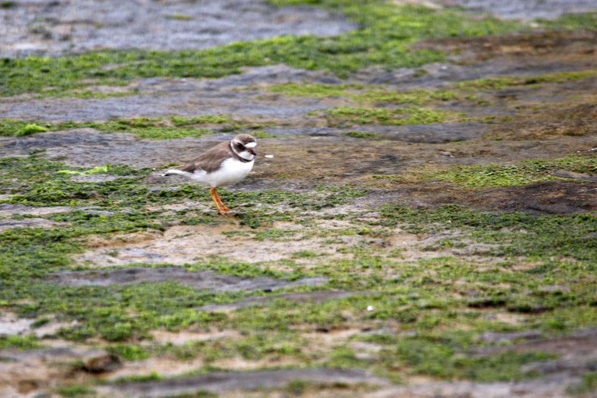 Semipalmated plover (Charadrius semipalmatus)