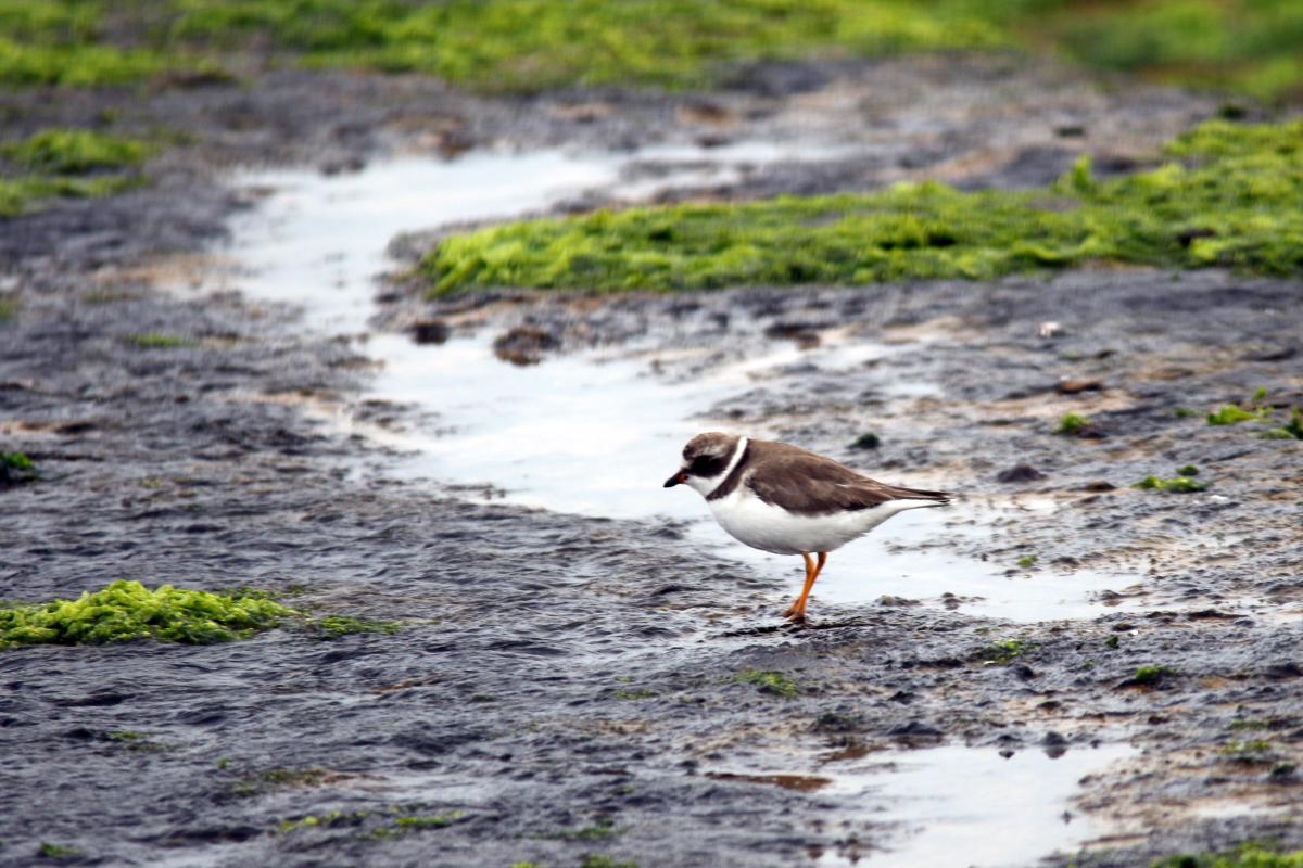 Semipalmated plover (Charadrius semipalmatus)