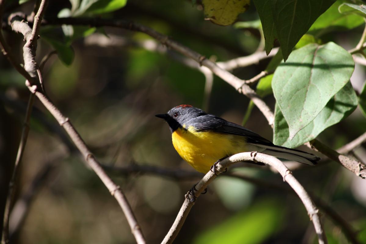 Slate-throated whitestart (Myioborus miniatus)