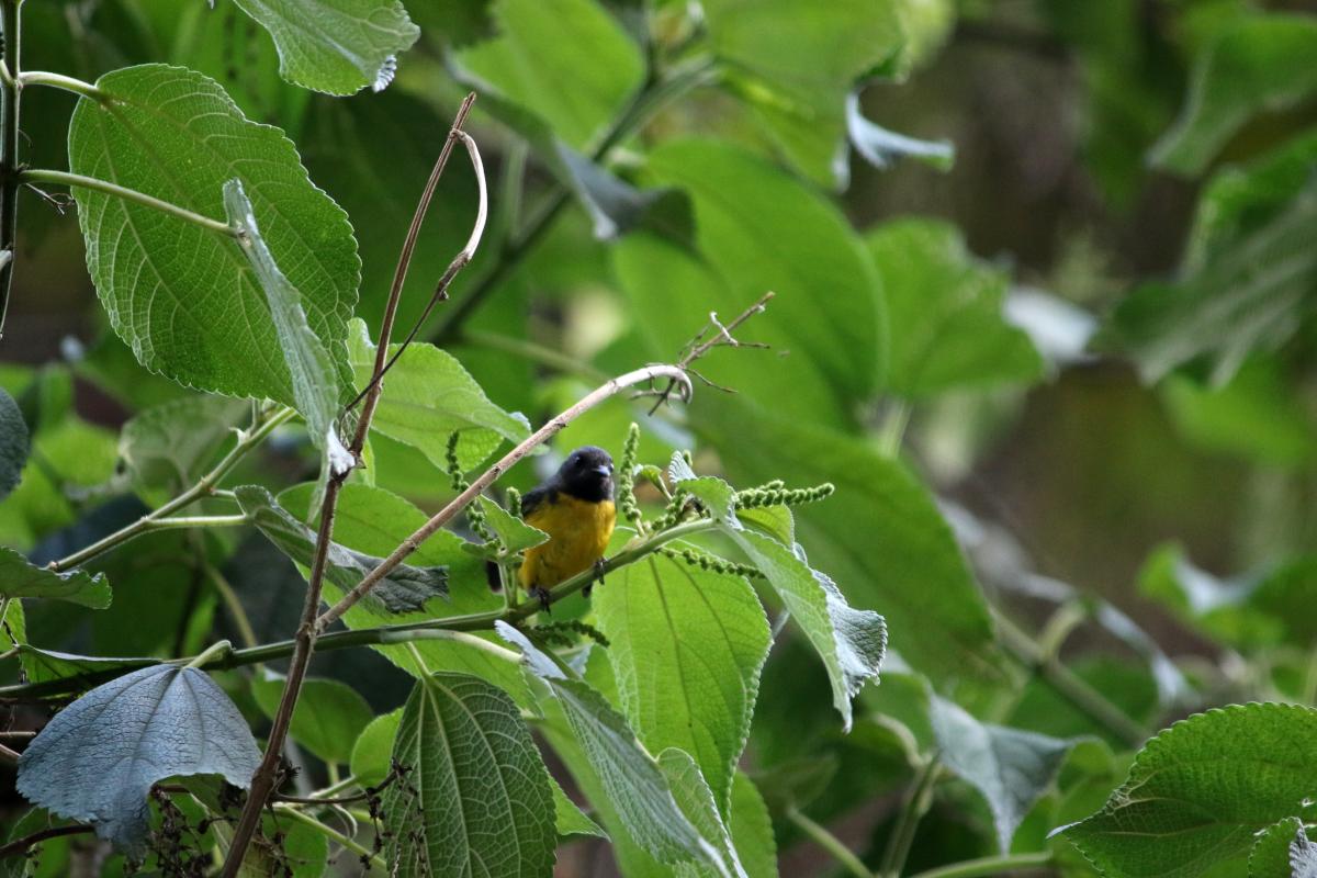 Slate-throated whitestart (Myioborus miniatus)