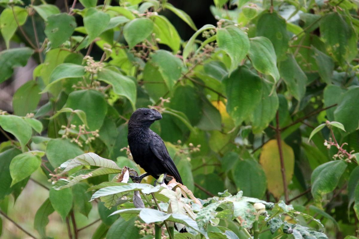 Smooth-billed ani (Crotophaga ani)
