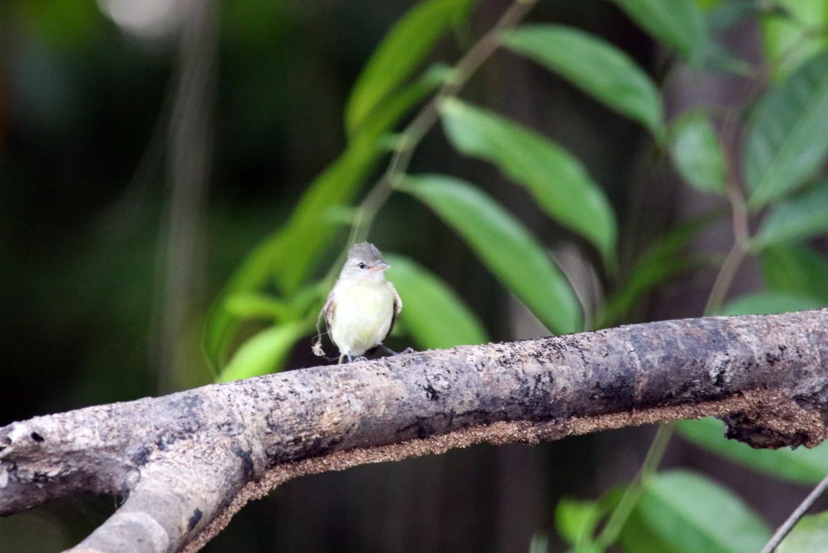 Southern beardless tyrannulet (Camptostoma obsoletum), Llanchama, Loreto, Peru, 2015-09-02 Southern beardless tyrannulet (Camptostoma obsoletum)
