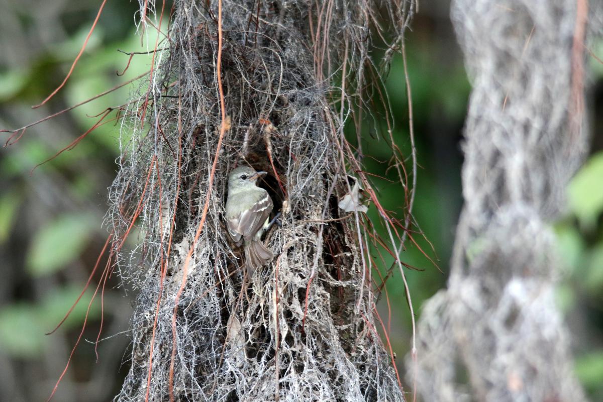 Southern beardless tyrannulet (Camptostoma obsoletum), Llanchama, Loreto, Peru, 2015-09-02 Southern beardless tyrannulet (Camptostoma obsoletum)
