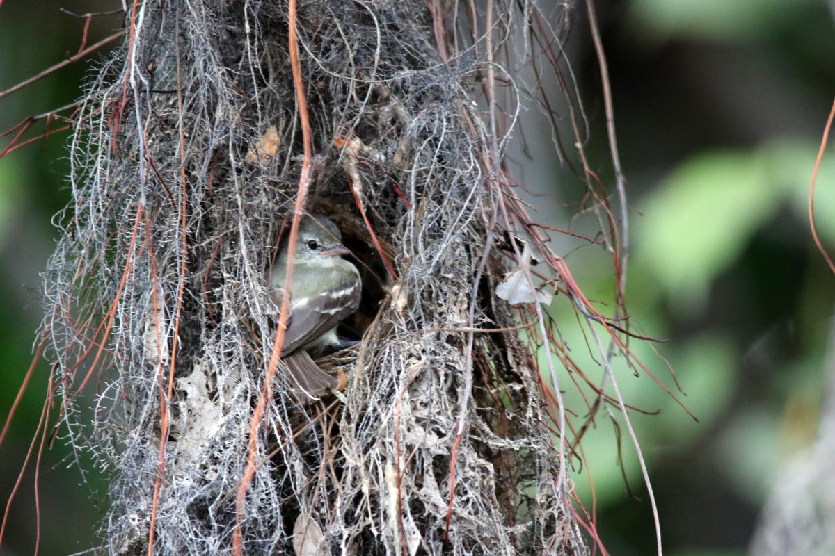 Southern beardless tyrannulet (Camptostoma obsoletum), Llanchama, Loreto, Peru, 2015-09-02 Southern beardless tyrannulet (Camptostoma obsoletum)