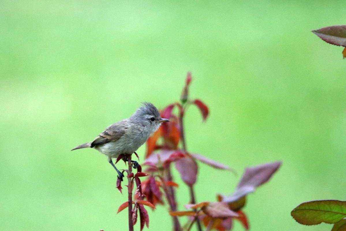Southern beardless tyrannulet (Camptostoma obsoletum), Mariscal Cáceres Park, San Miguel, Provincia de Lima, Peru, 2015-08-30 Southern beardless tyrannulet (Camptostoma obsoletum)