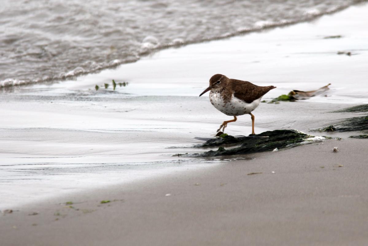 Spotted sandpiper (Actitis macularius)