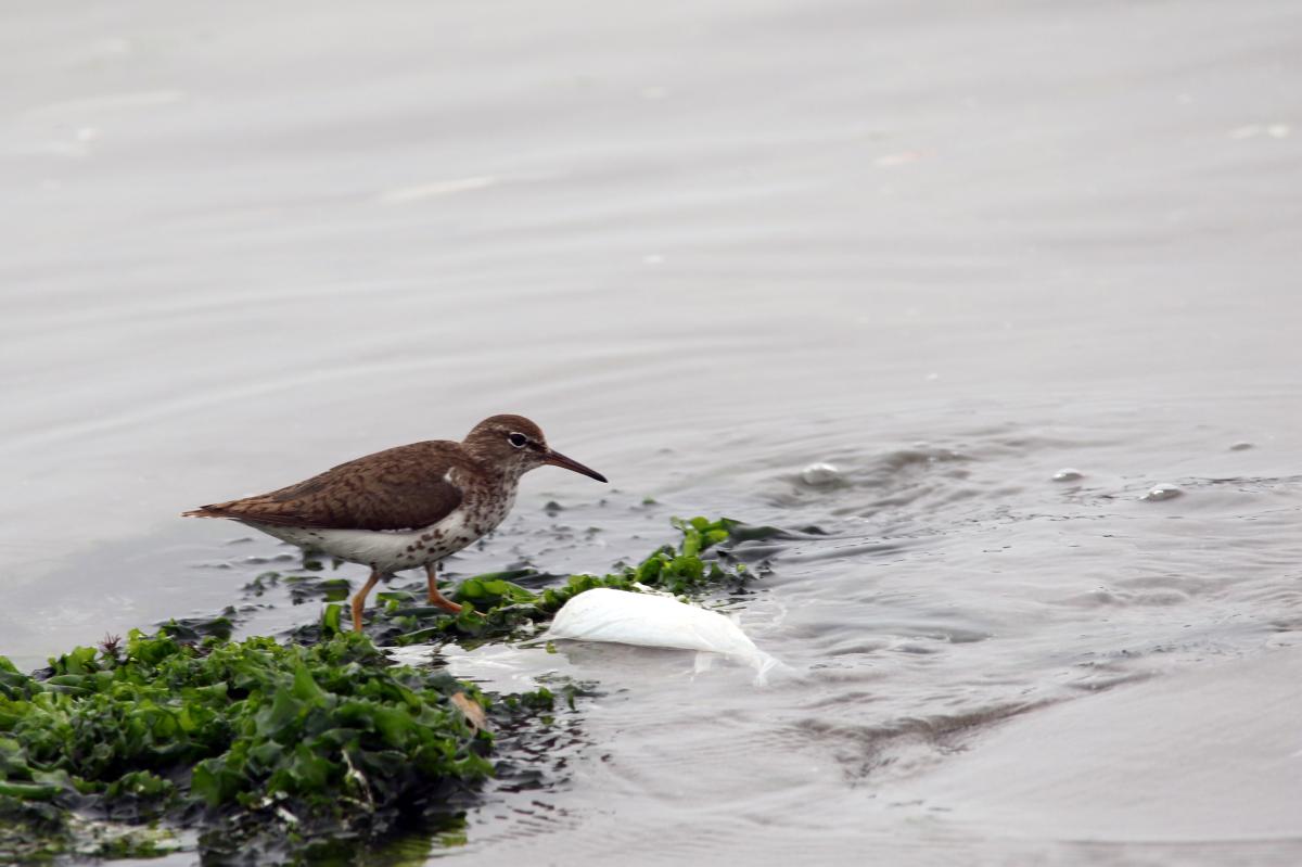 Spotted sandpiper (Actitis macularius)