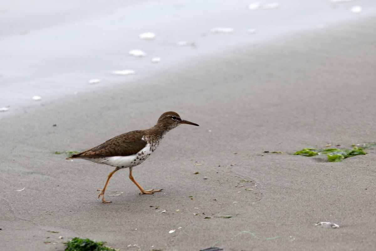 Spotted sandpiper (Actitis macularius)