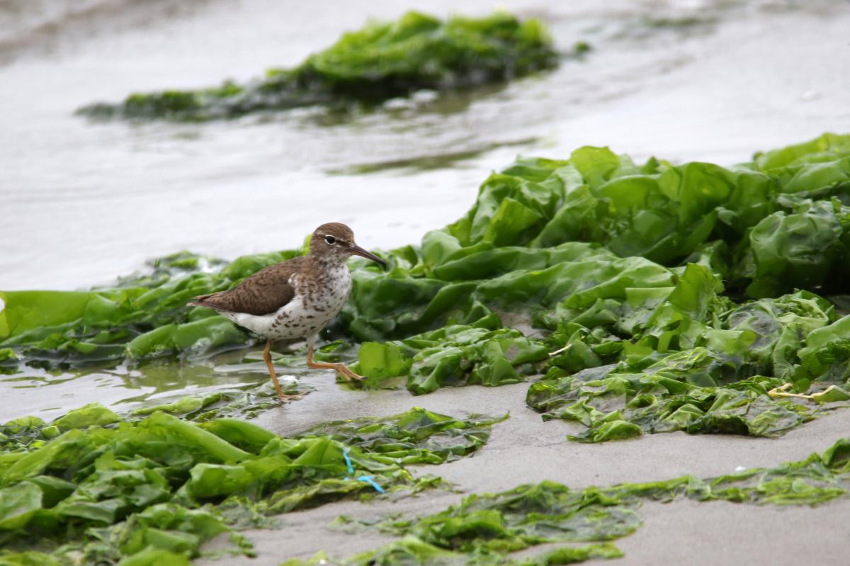 Spotted sandpiper (Actitis macularius)