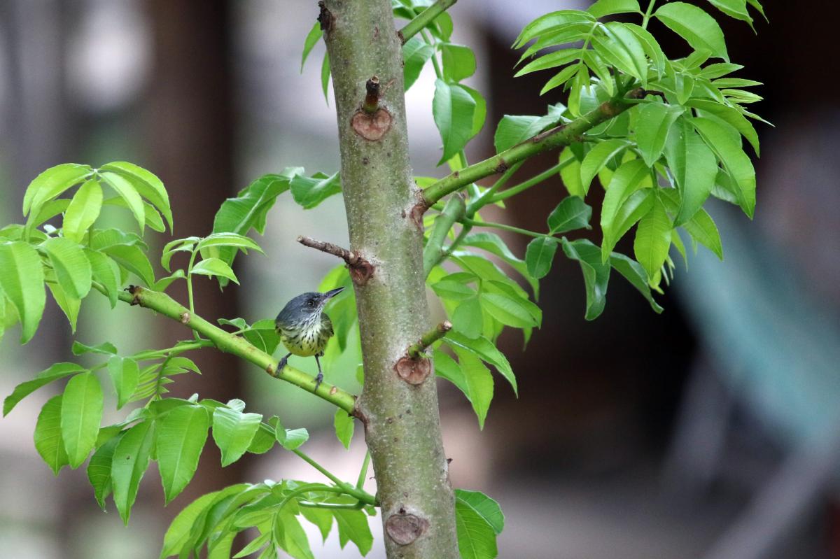 Spotted tody-flycatcher (Todirostrum maculatum), Malecón Maldonado, Iquitos, Loreto, Peru, 2015-08-31 Spotted tody-flycatcher (Todirostrum maculatum)