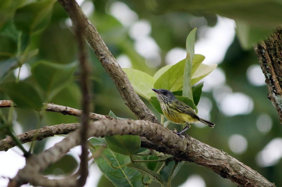 Spotted tody-flycatcher (Todirostrum maculatum), Malecón Maldonado, Iquitos, Loreto, Peru, 2015-08-31 Spotted tody-flycatcher (Todirostrum maculatum)