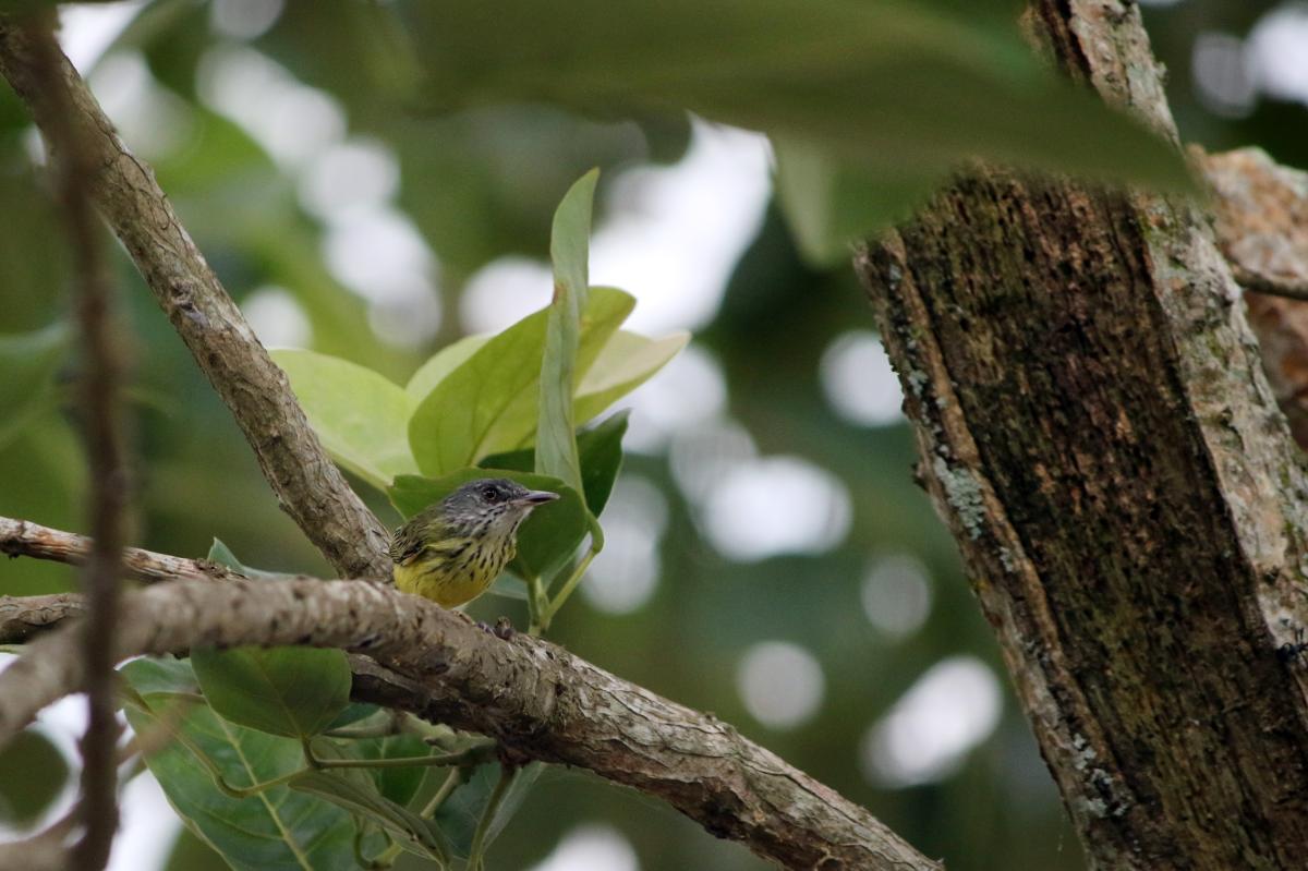 Spotted tody-flycatcher (Todirostrum maculatum), Malecón Maldonado, Iquitos, Loreto, Peru, 2015-08-31 Spotted tody-flycatcher (Todirostrum maculatum)