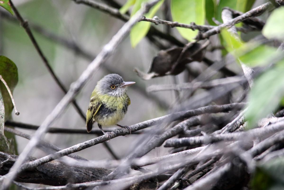 Spotted tody-flycatcher (Todirostrum maculatum), San Luis, Loreto, Peru, 2015-09-01 Spotted tody-flycatcher (Todirostrum maculatum)