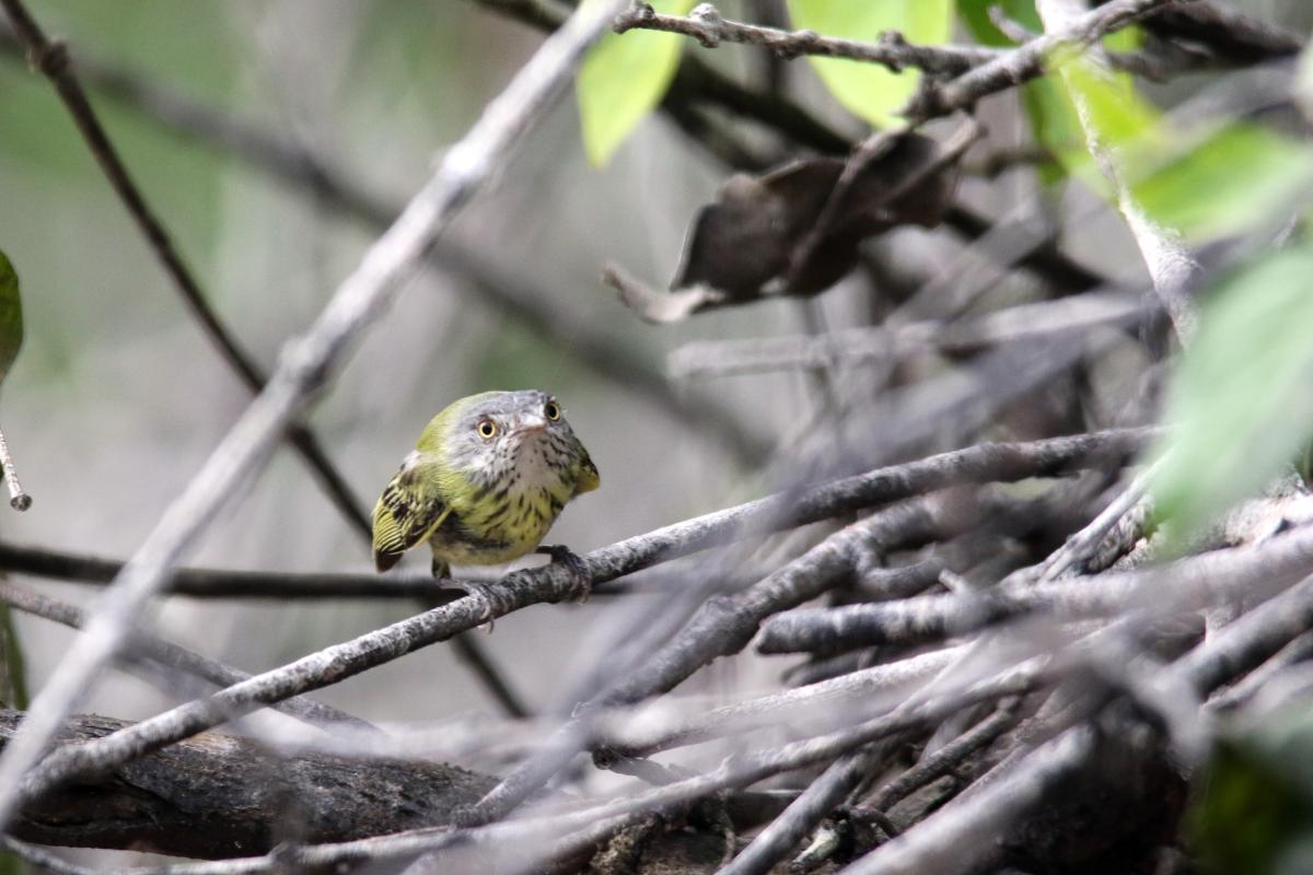 Spotted tody-flycatcher (Todirostrum maculatum), San Luis, Loreto, Peru, 2015-09-01 Spotted tody-flycatcher (Todirostrum maculatum)
