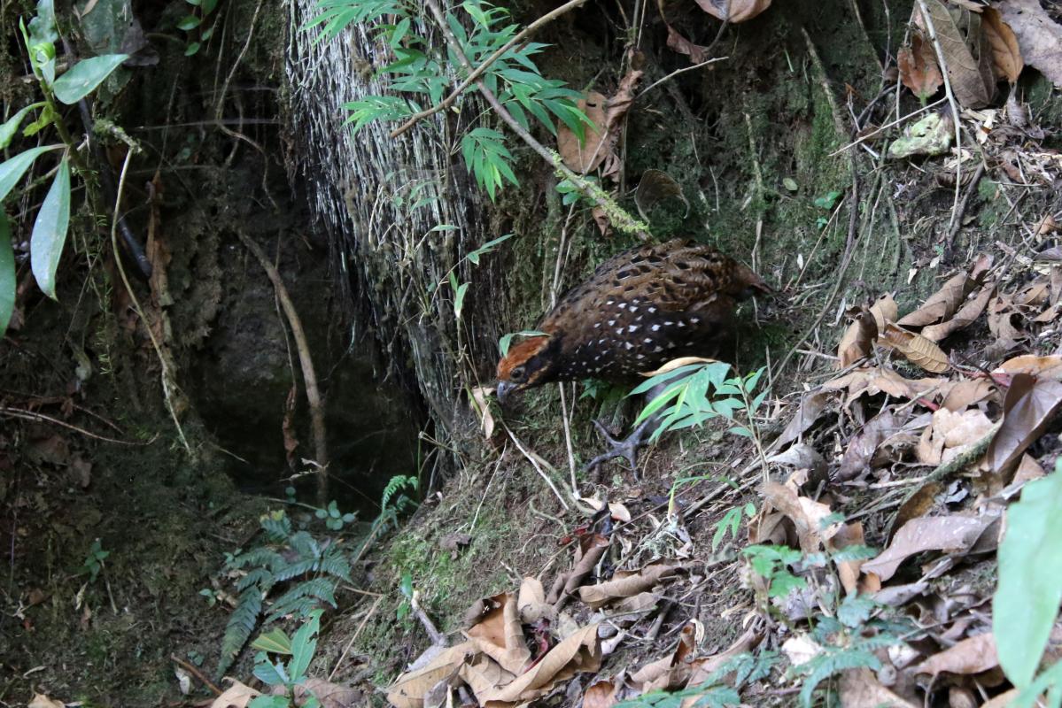 Stripe-faced wood quail (Odontophorus balliviani), Camino Inca, Aguas Calientes, Cusco, Peru, 2015-09-09 Stripe-faced wood quail (Odontophorus balliviani)