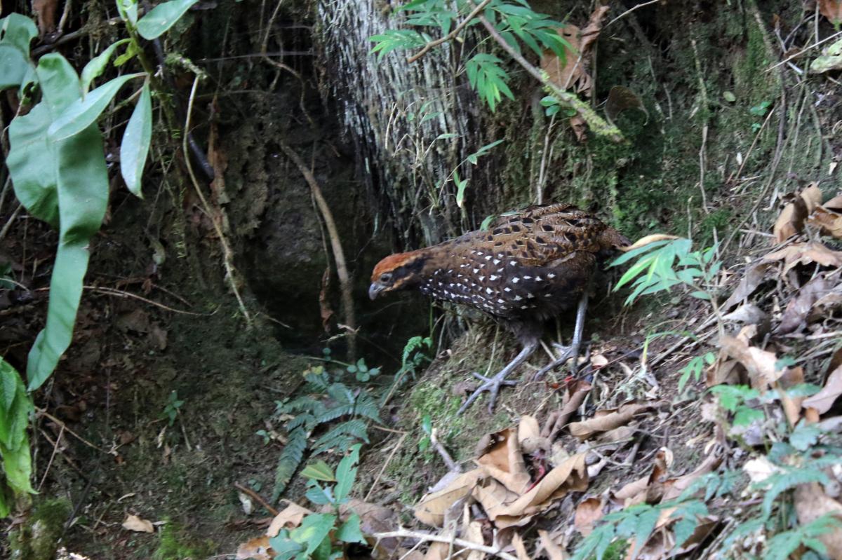 Stripe-faced wood quail (Odontophorus balliviani), Camino Inca, Aguas Calientes, Cusco, Peru, 2015-09-09 Stripe-faced wood quail (Odontophorus balliviani)