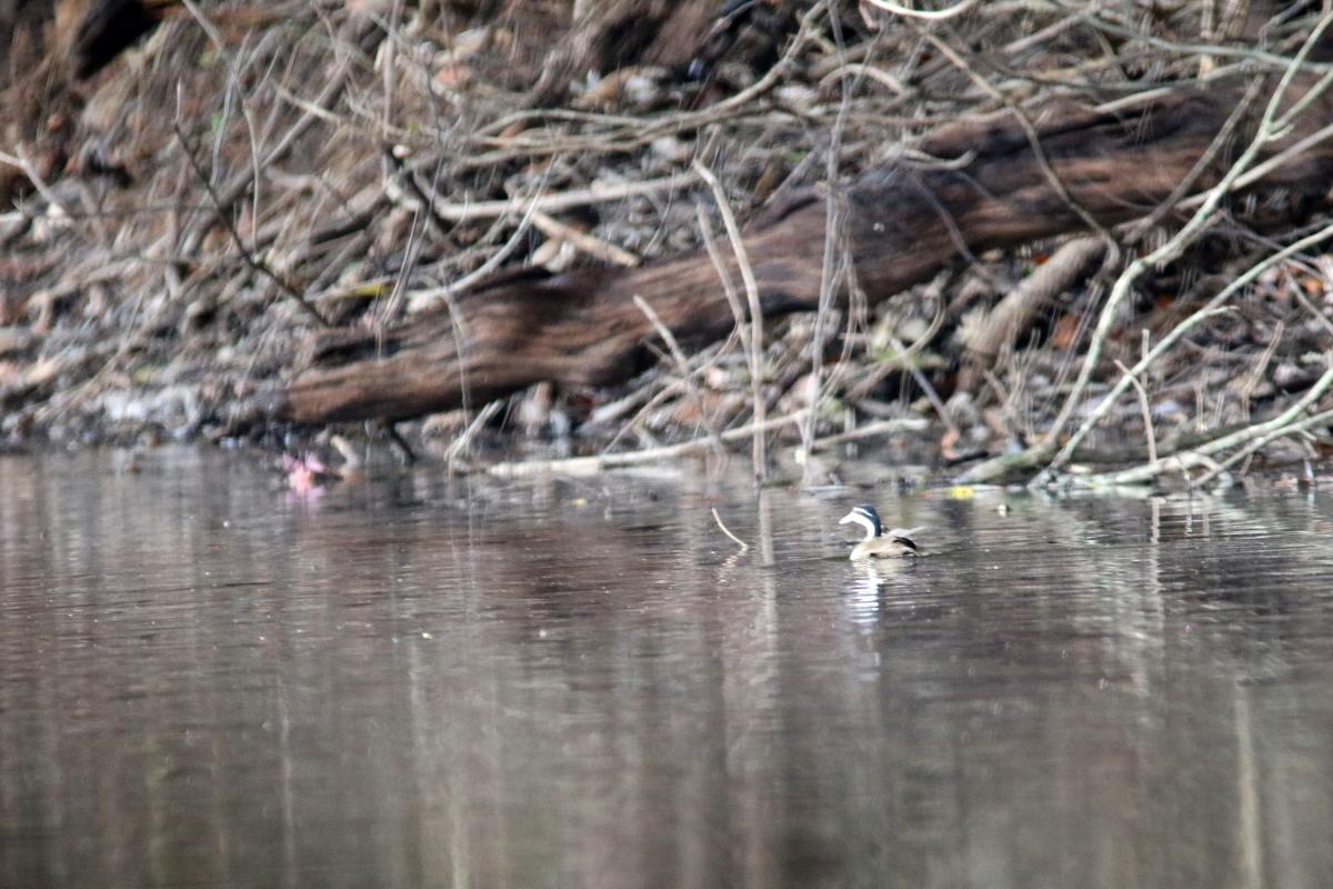 Sungrebe (Heliornis fulica)