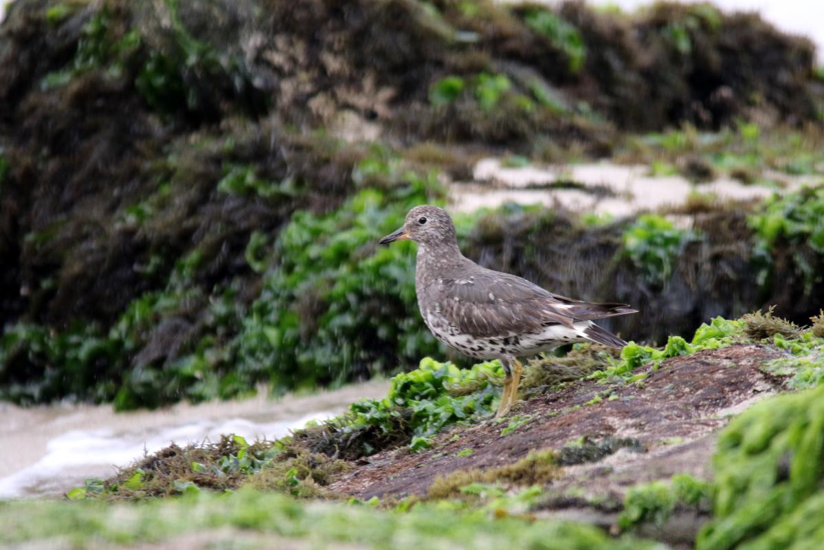 Surfbird (Aphriza virgata)