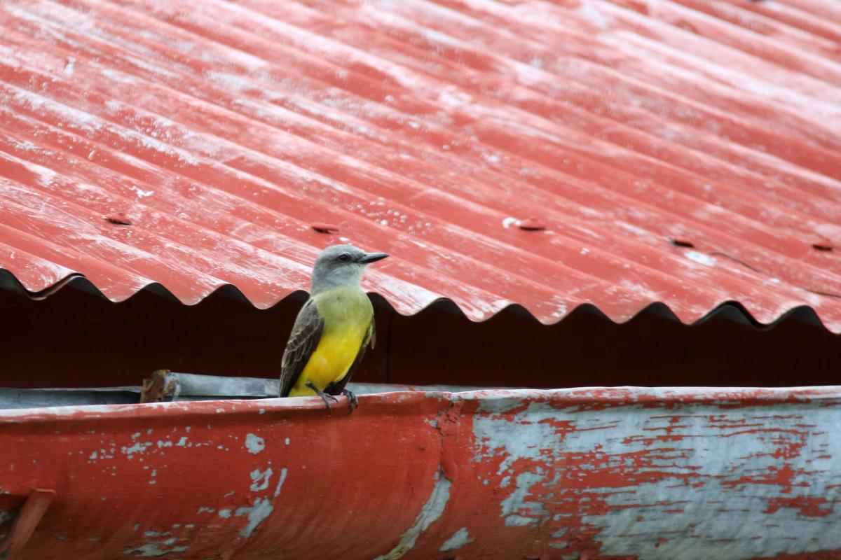 Tropical kingbird (Tyrannus melancholicus)