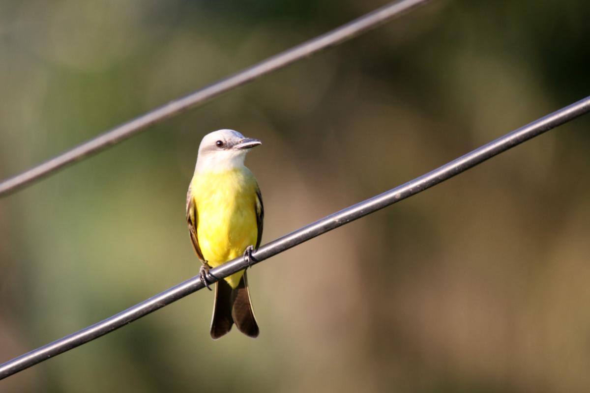 Tropical kingbird (Tyrannus melancholicus)