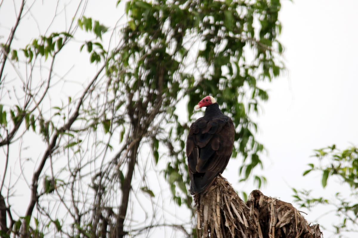 Turkey vulture (Cathartes aura)