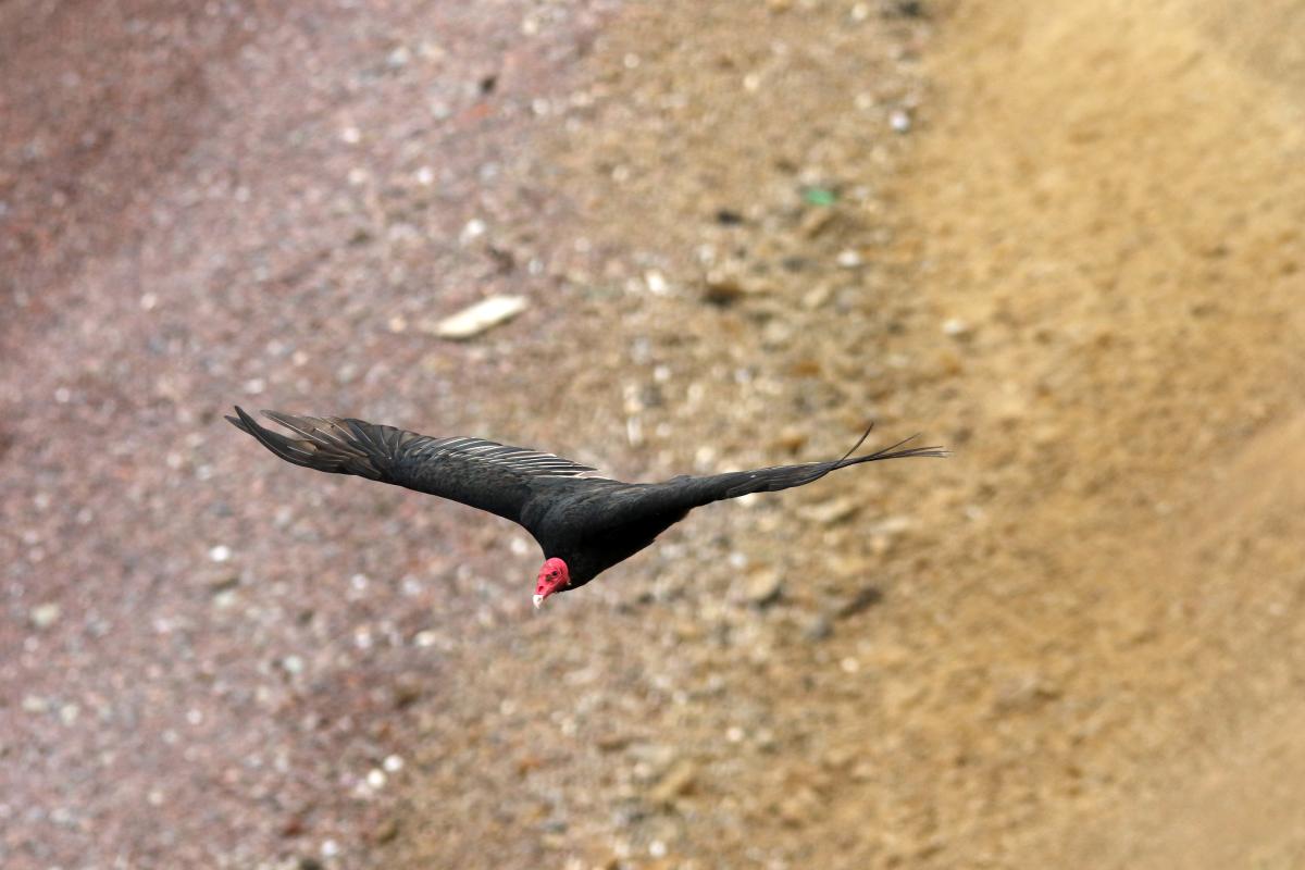 Turkey vulture (Cathartes aura)