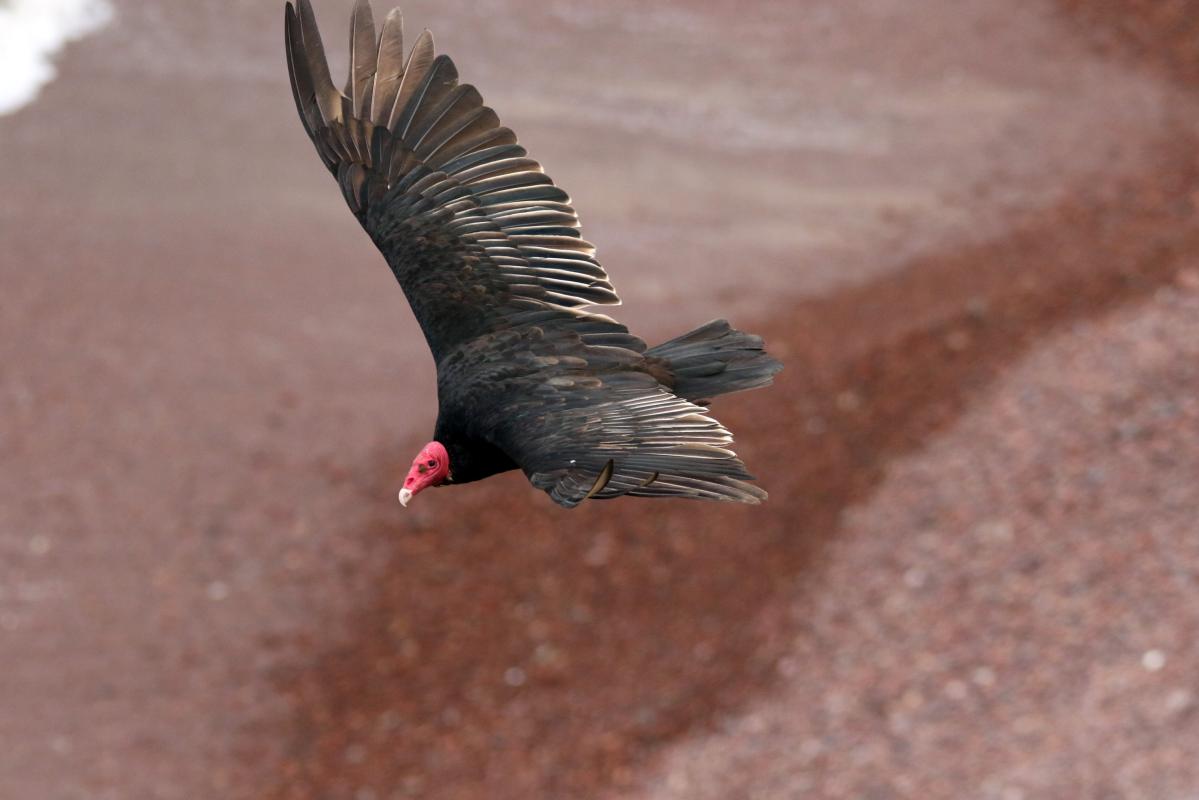 Turkey vulture (Cathartes aura)