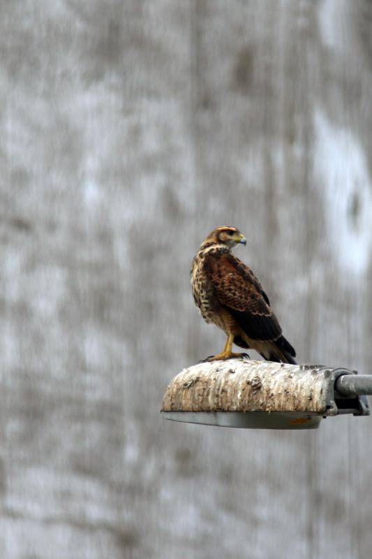 Variable hawk (Geranoaetus polyosoma), Mariscal Cáceres Park, San Miguel, Provincia de Lima, Peru, 2015-08-31 Variable hawk (Geranoaetus polyosoma)