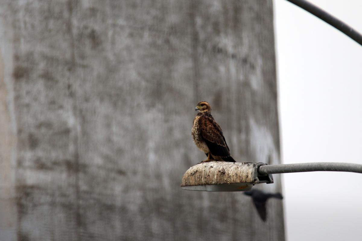 Variable hawk (Geranoaetus polyosoma), Mariscal Cáceres Park, San Miguel, Provincia de Lima, Peru, 2015-08-31 Variable hawk (Geranoaetus polyosoma)