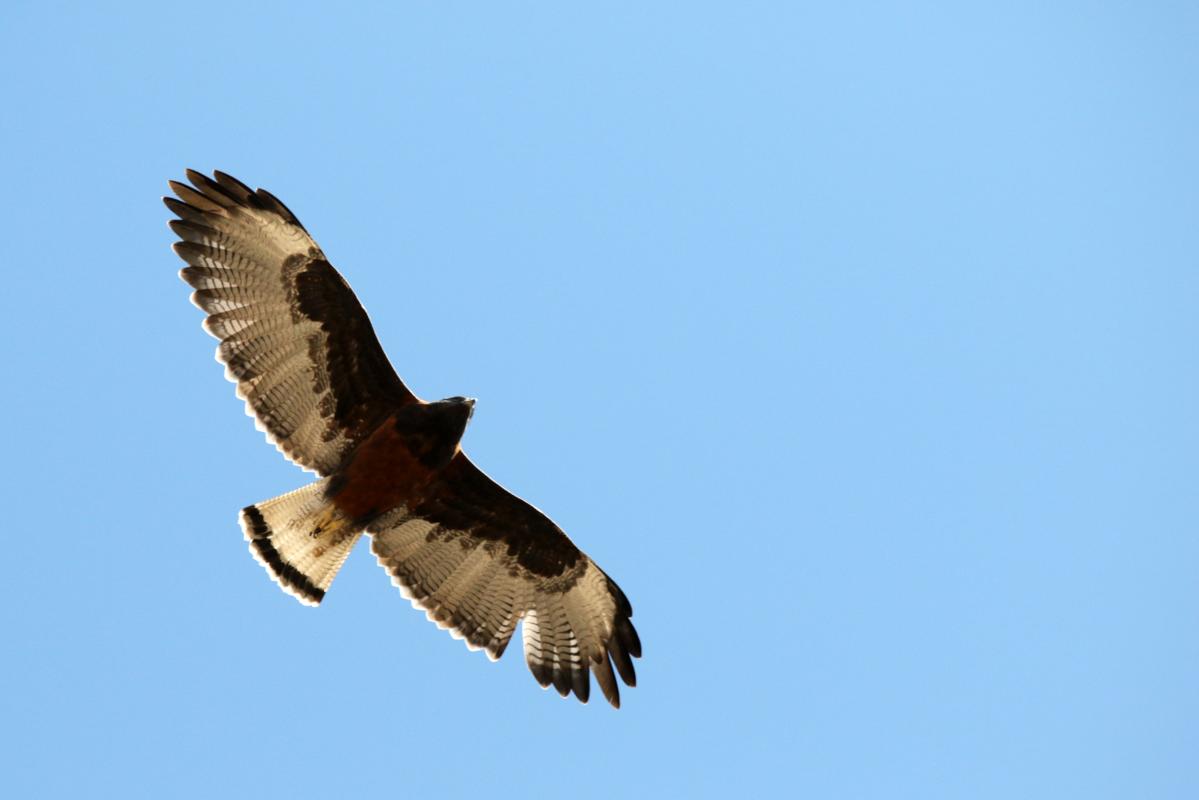 Variable hawk (Geranoaetus polyosoma), Estacionamiento Cruz del Cóndor, San Juan de Chuccho, Arequipa, Peru, 2015-09-15 Variable hawk (Geranoaetus polyosoma)