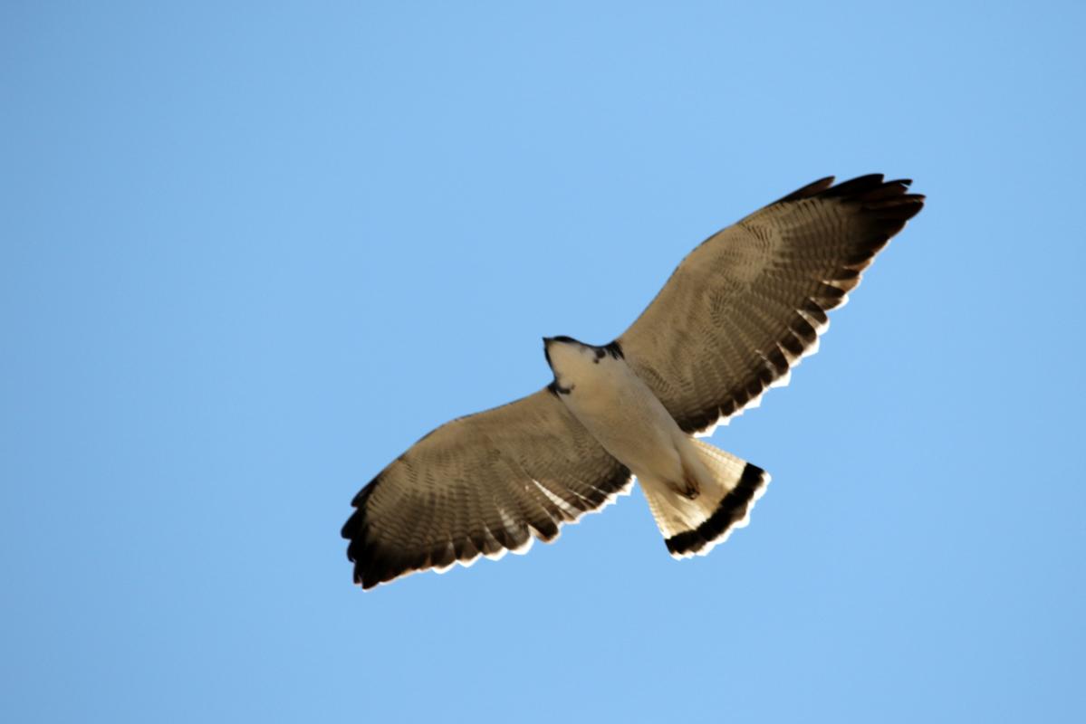Variable hawk (Geranoaetus polyosoma), Estacionamiento Cruz del Cóndor, San Juan de Chuccho, Arequipa, Peru, 2015-09-15 Variable hawk (Geranoaetus polyosoma)