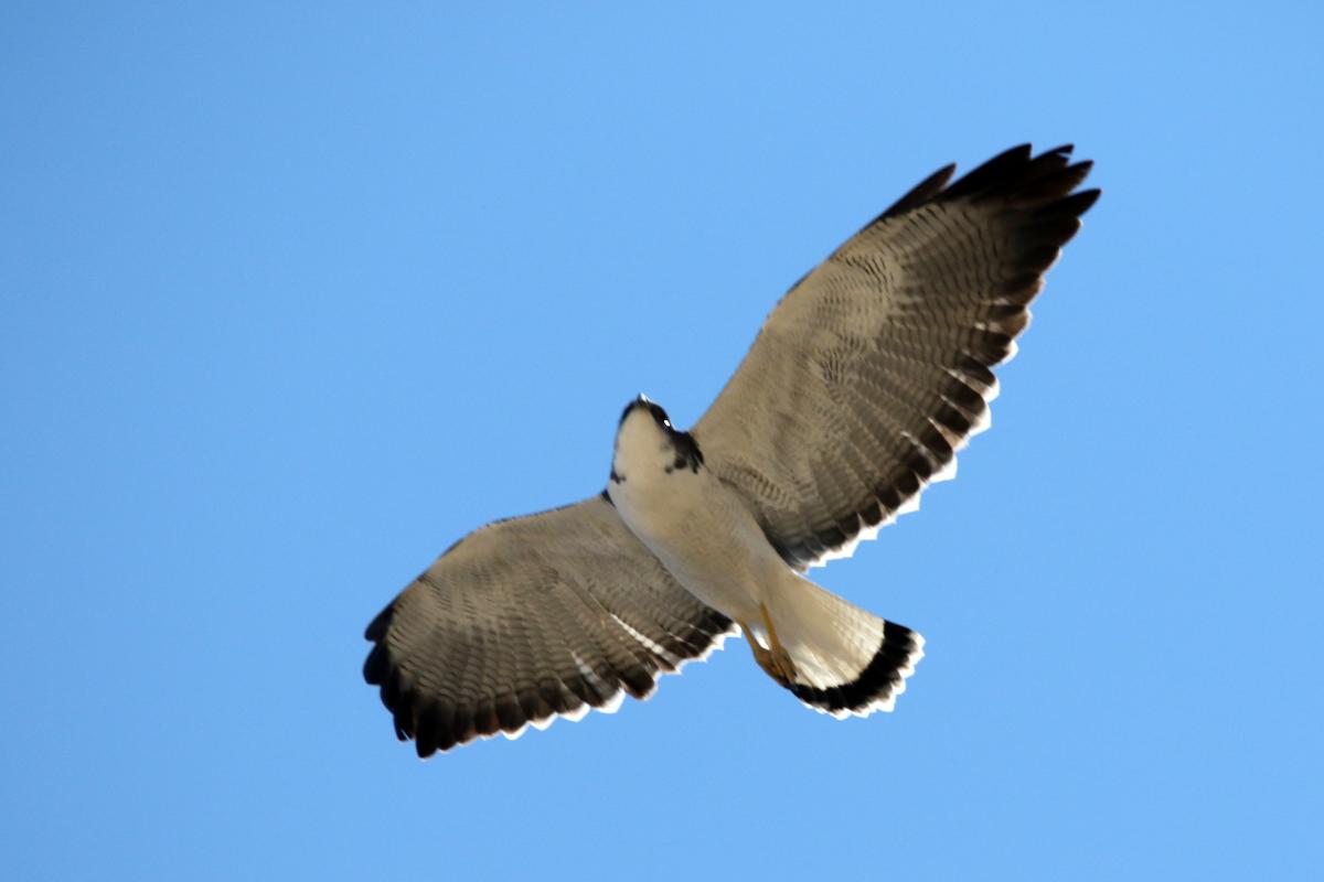Variable hawk (Geranoaetus polyosoma), Estacionamiento Cruz del Cóndor, San Juan de Chuccho, Arequipa, Peru, 2015-09-15 Variable hawk (Geranoaetus polyosoma)