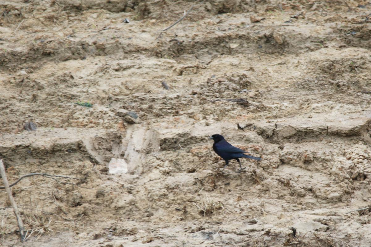 Velvet-fronted grackle (Lampropsar tanagrinus)