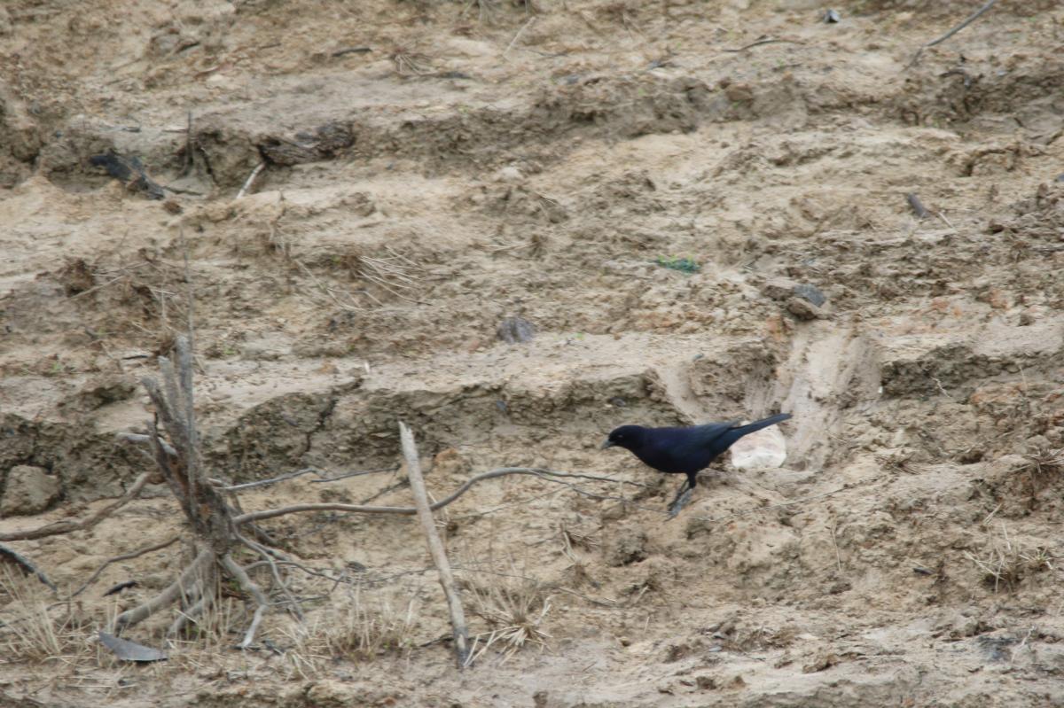 Velvet-fronted grackle (Lampropsar tanagrinus)