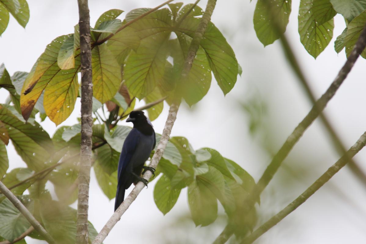 Violaceous jay (Cyanocorax violaceus)