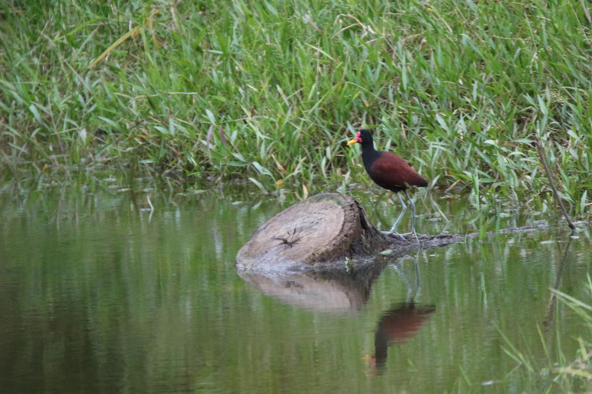 Wattled jacana (Jacana jacana)