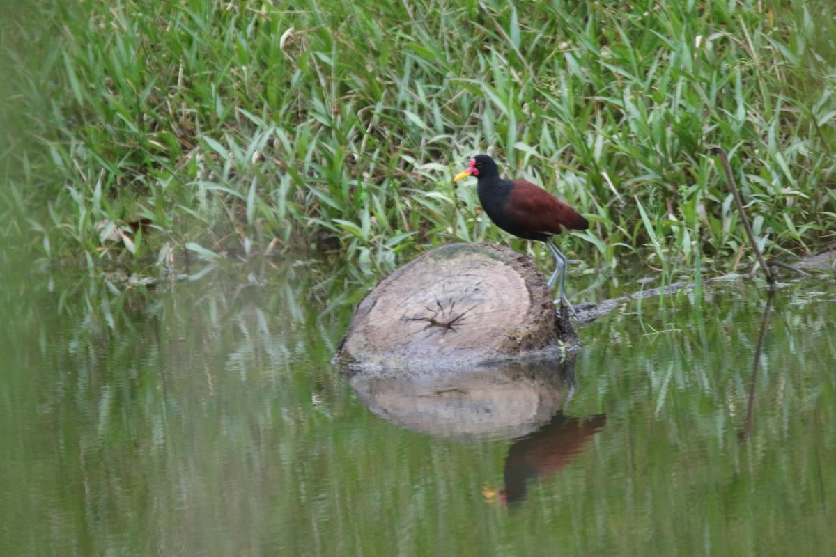Wattled jacana (Jacana jacana)
