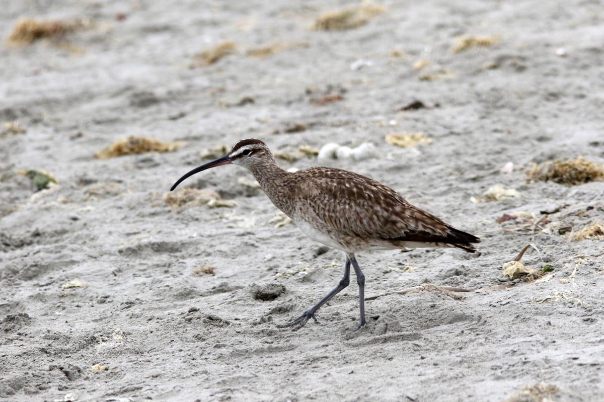 Whimbrel (Numenius phaeopus)