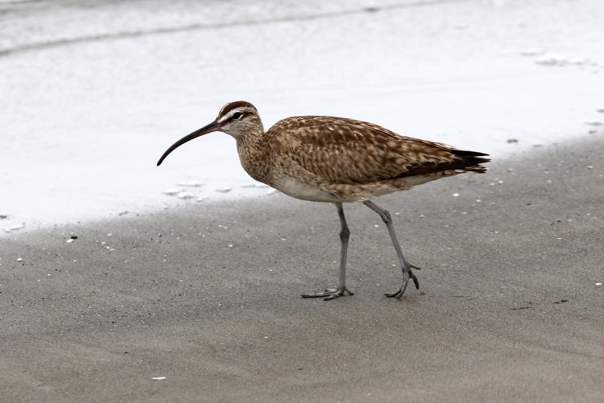 Whimbrel (Numenius phaeopus)