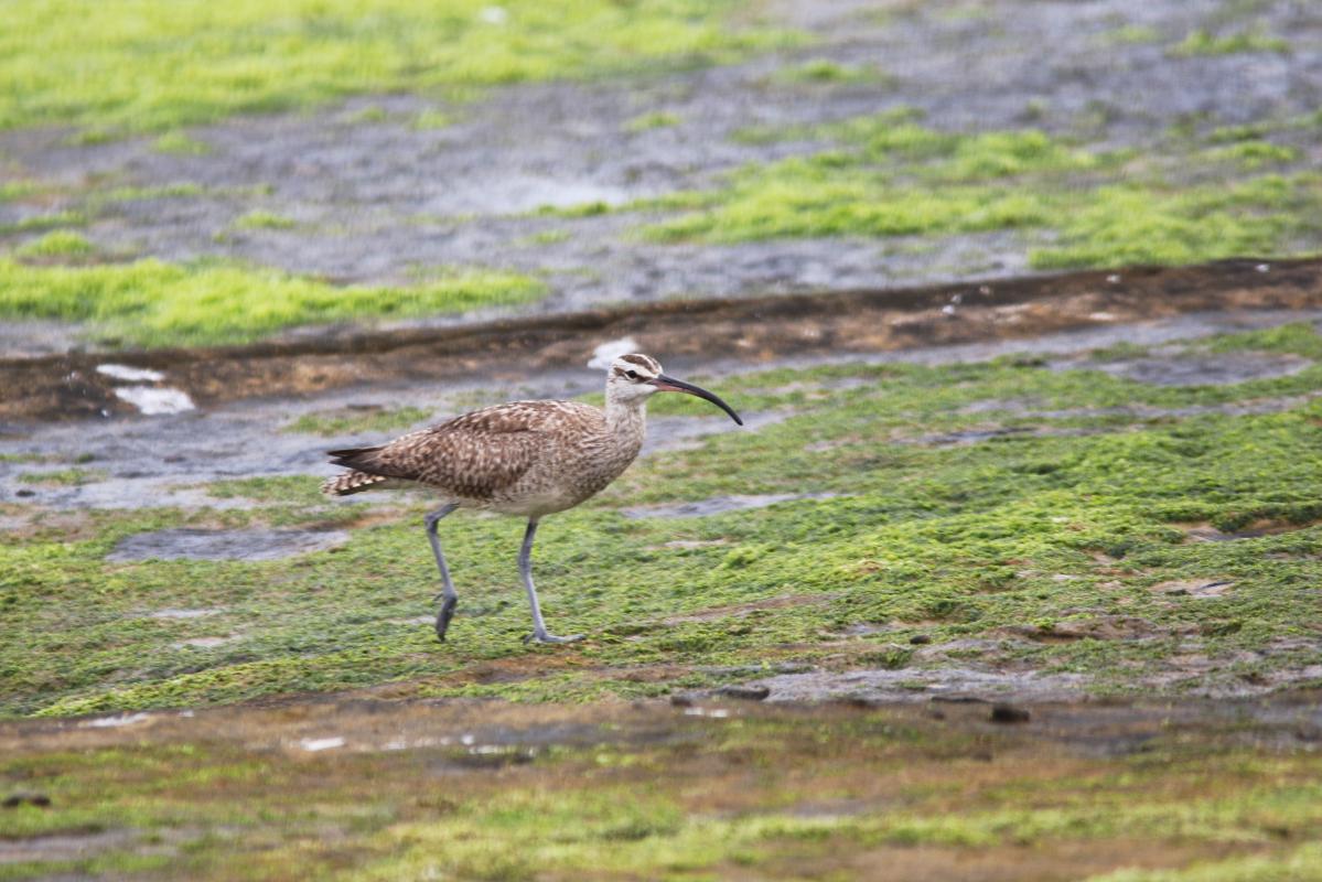 Whimbrel (Numenius phaeopus)