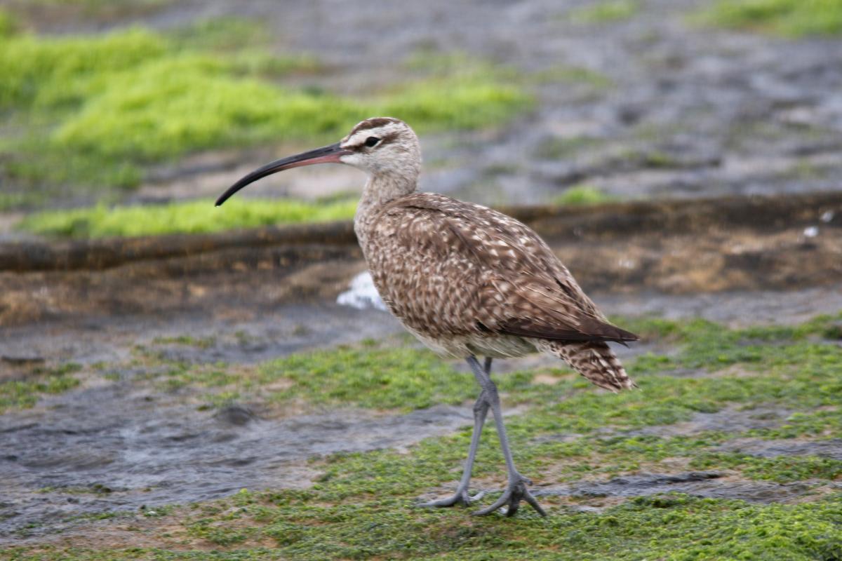 Whimbrel (Numenius phaeopus)