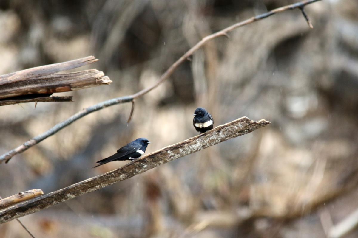 White-banded swallow (Atticora fasciata)