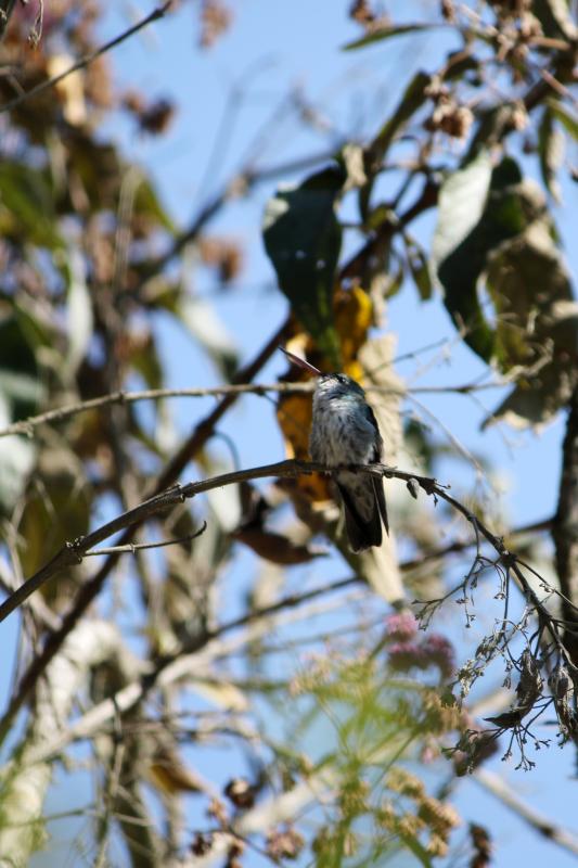 White-bellied hummingbird (Amazilia chionogaster)