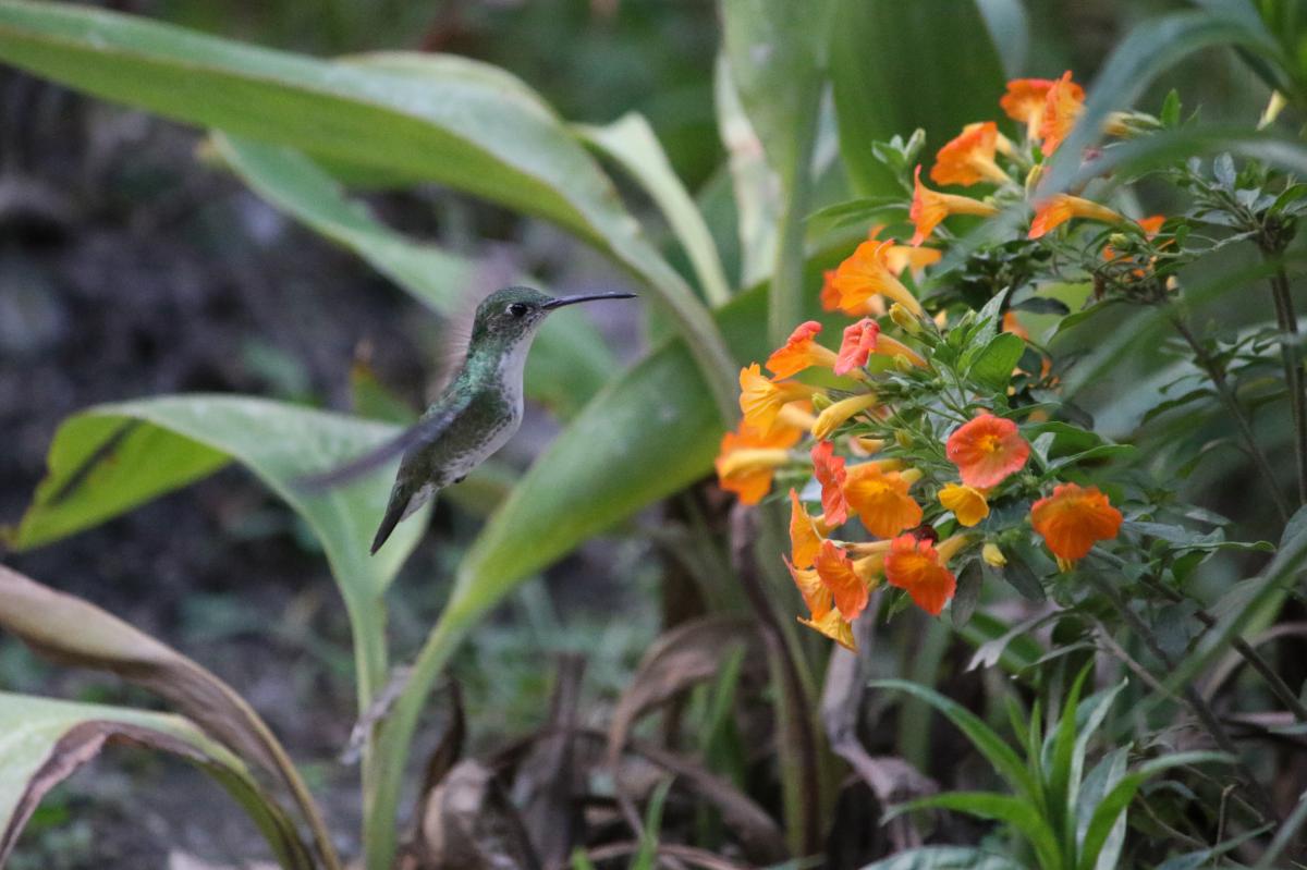 White-bellied hummingbird (Amazilia chionogaster)