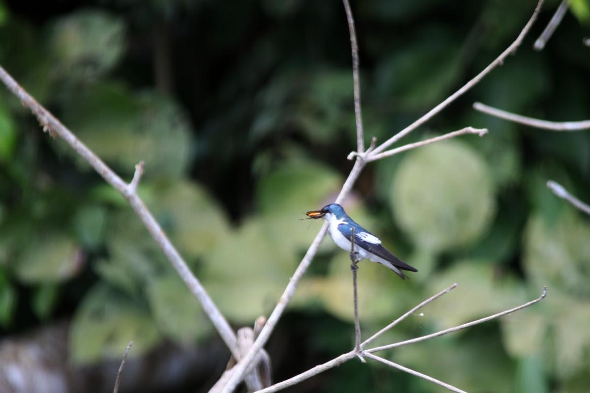 White-winged swallow (Tachycineta albiventer), Sandoval, Madre de Dios, Peru, 2015-09-11 White-winged swallow (Tachycineta albiventer)