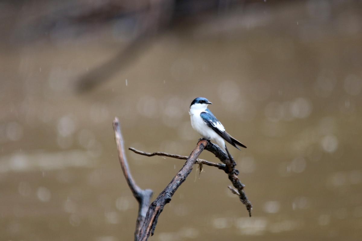 White-winged swallow (Tachycineta albiventer), San Luis, Loreto, Peru, 2015-09-01 White-winged swallow (Tachycineta albiventer)