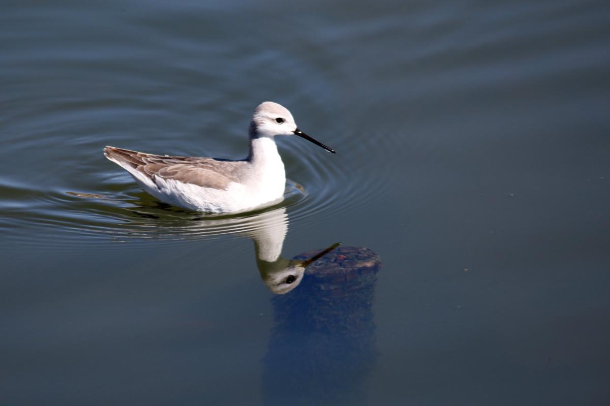 Wilson's phalarope (Phalaropus tricolor)