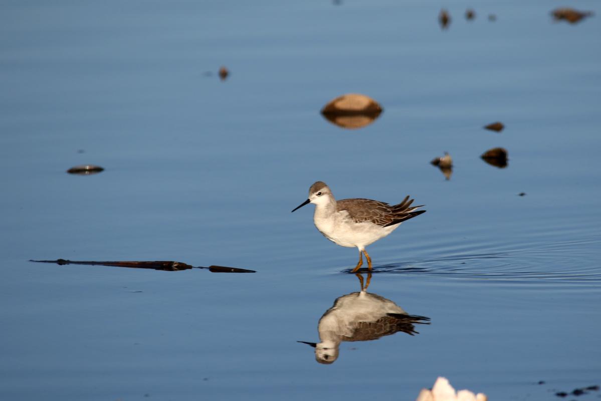 Wilson's phalarope (Phalaropus tricolor)