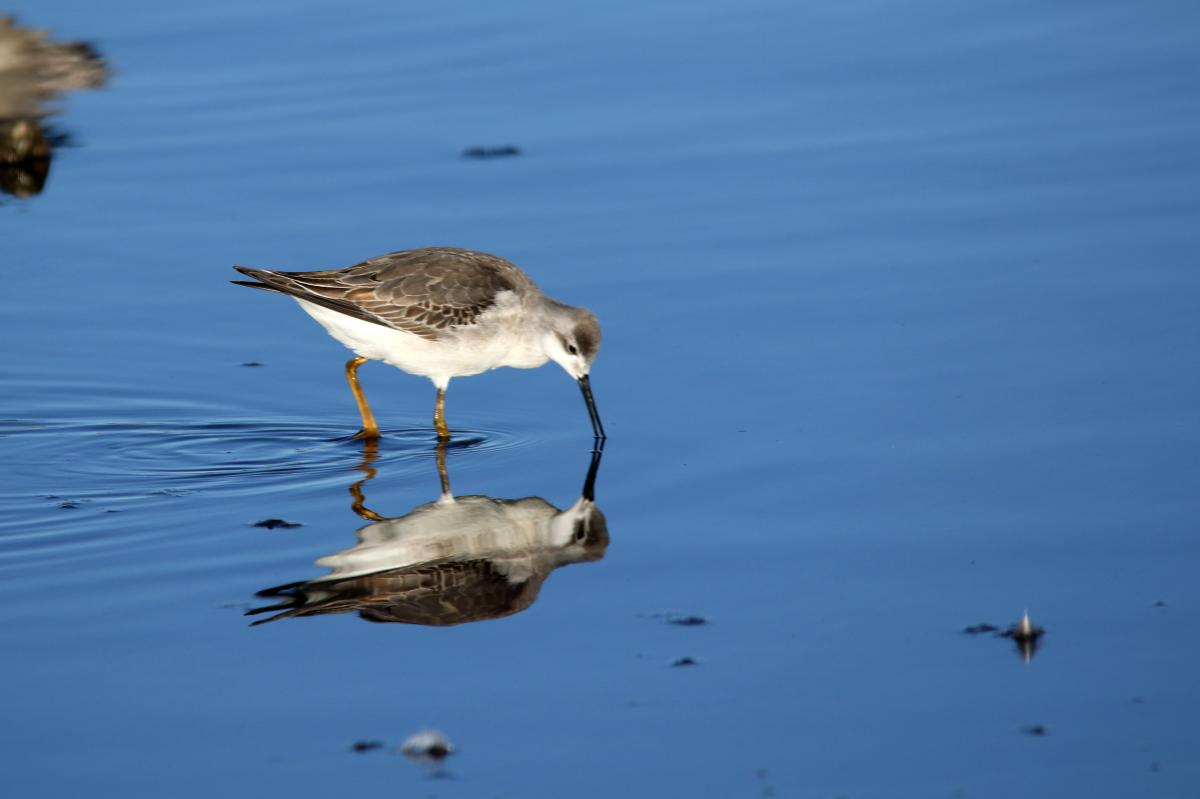 Wilson's phalarope (Phalaropus tricolor)